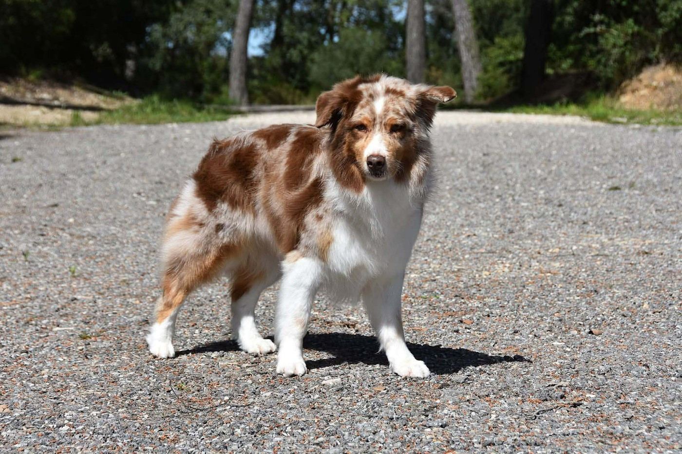 Lady daenerys targaryen Des Bergers Du Temple Maya