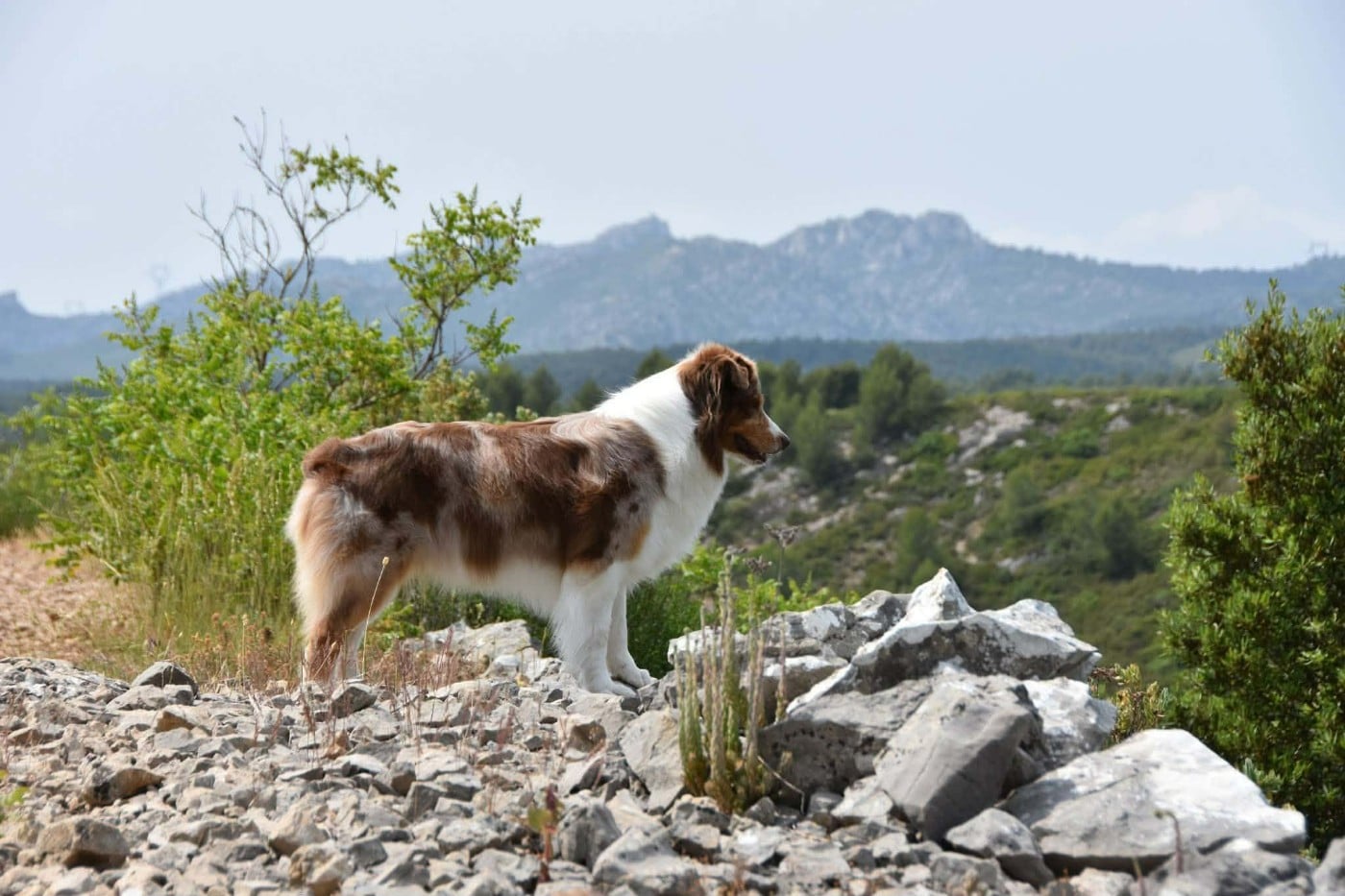 Lady daenerys targaryen Des Bergers Du Temple Maya