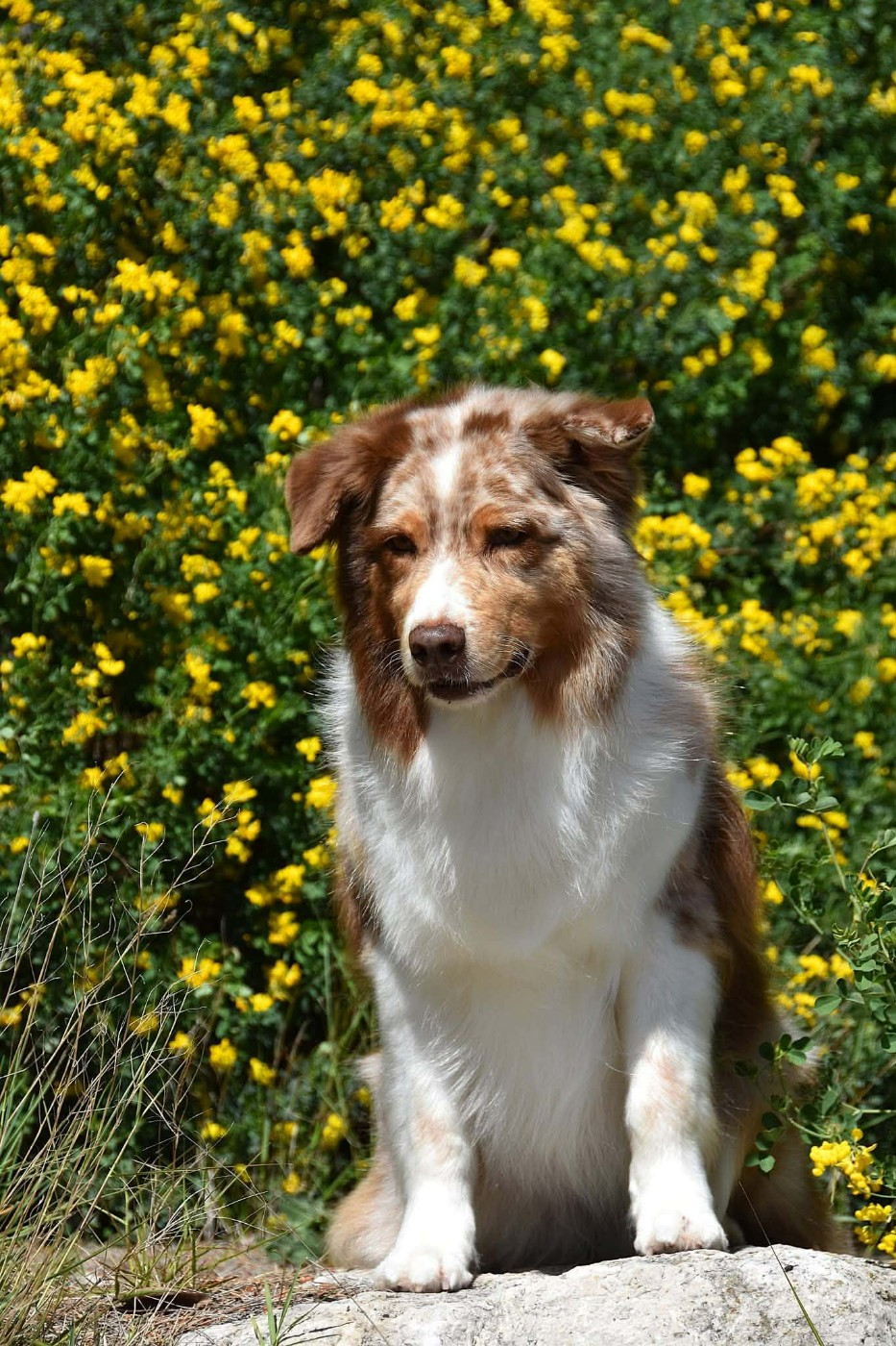 Lady daenerys targaryen Des Bergers Du Temple Maya