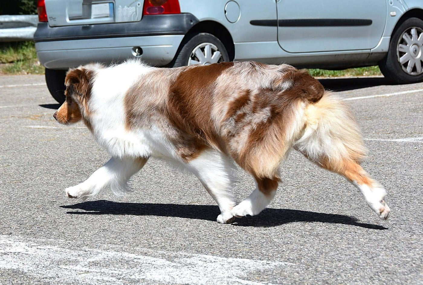 Lady daenerys targaryen Des Bergers Du Temple Maya
