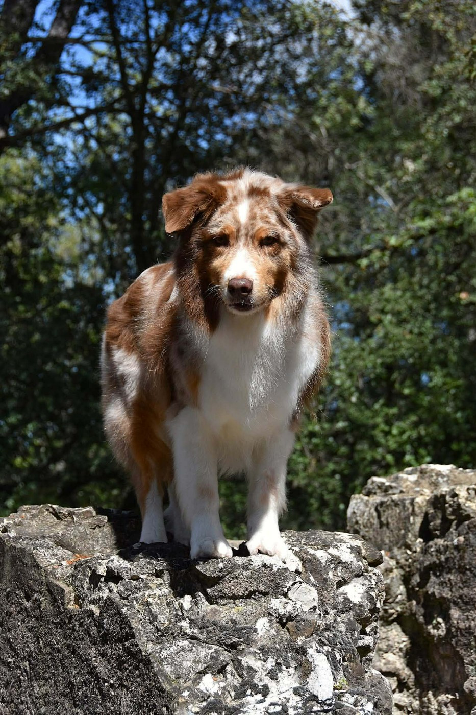 Lady daenerys targaryen Des Bergers Du Temple Maya