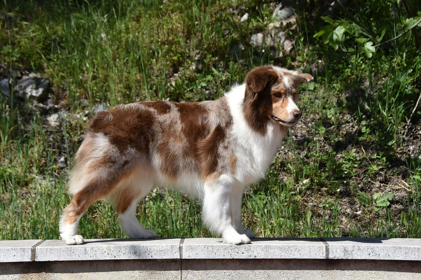 Lady daenerys targaryen Des Bergers Du Temple Maya