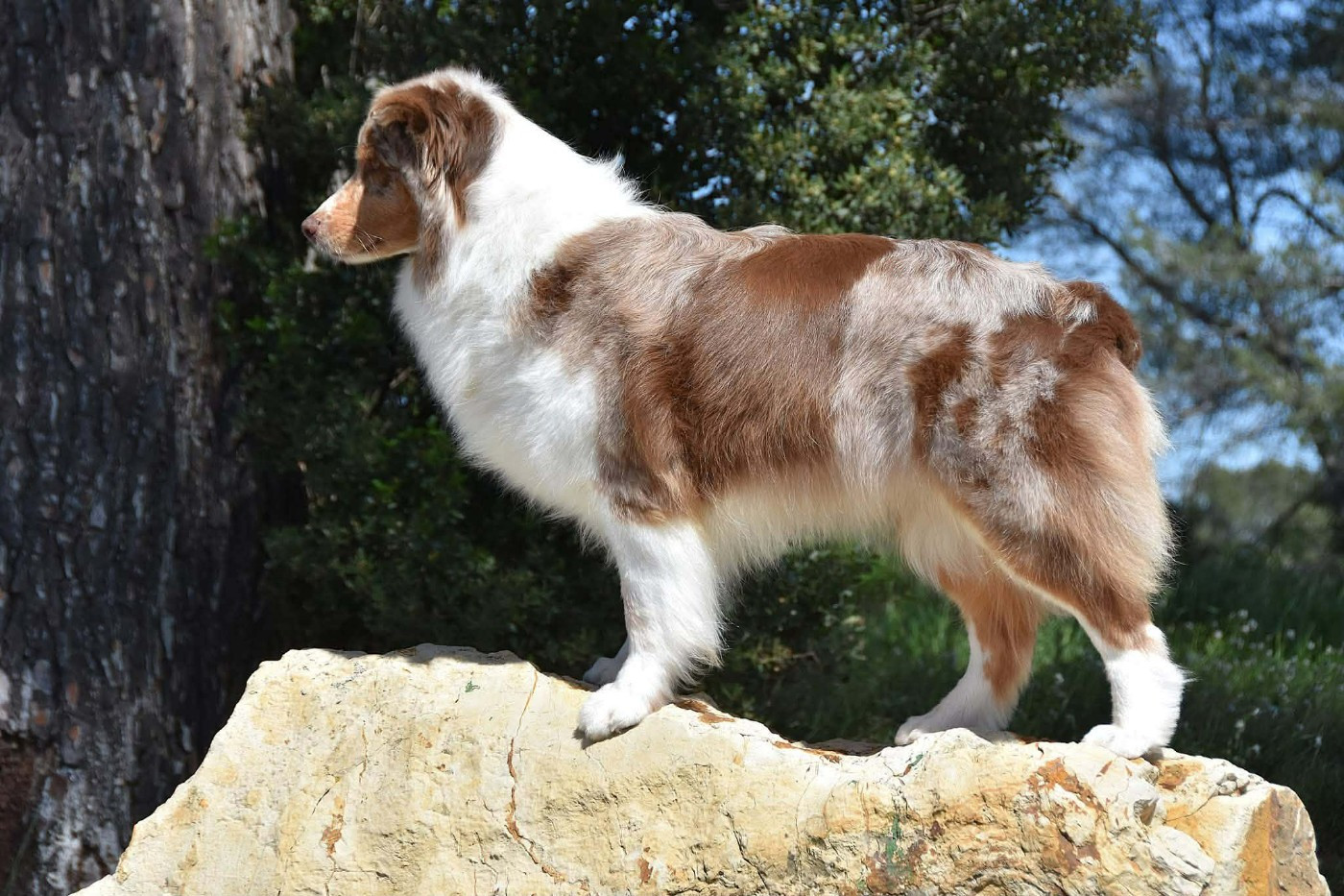 Lady daenerys targaryen Des Bergers Du Temple Maya