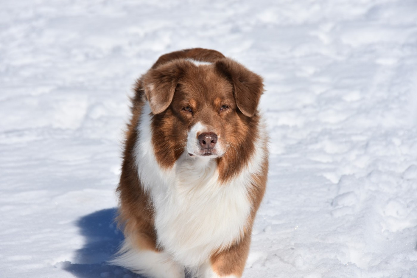 Haba dit 'maya' du domaine des Mandets