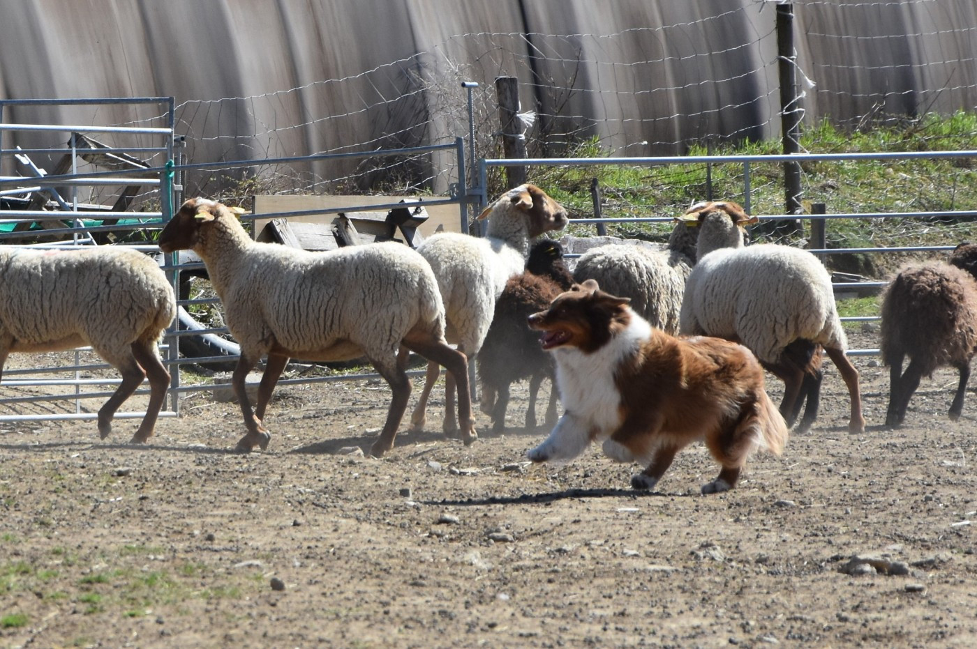 Haba dit 'maya' du domaine des Mandets