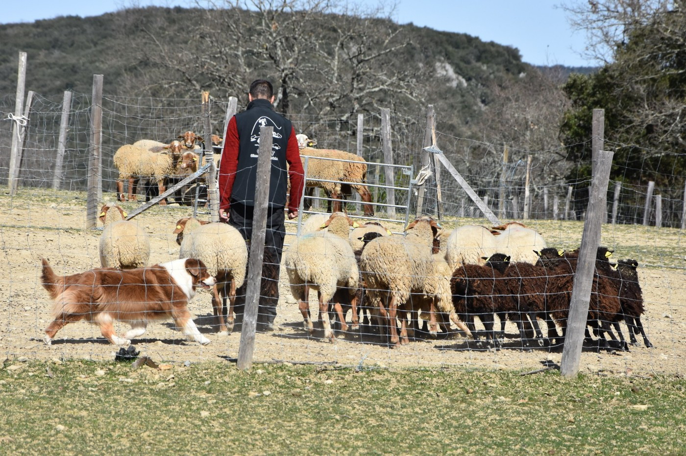 Haba dit 'maya' du domaine des Mandets