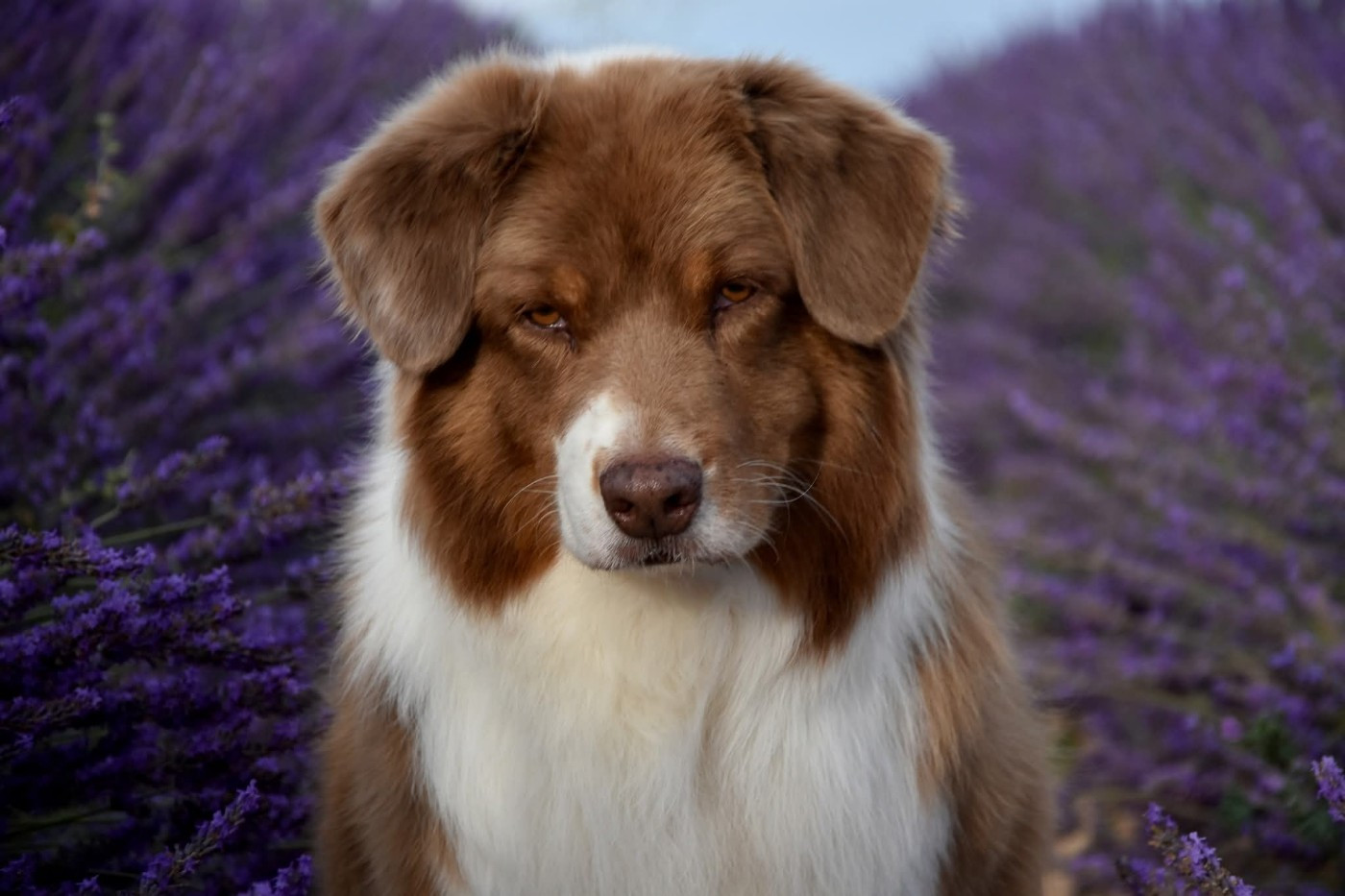 Haba dit 'maya' du domaine des Mandets