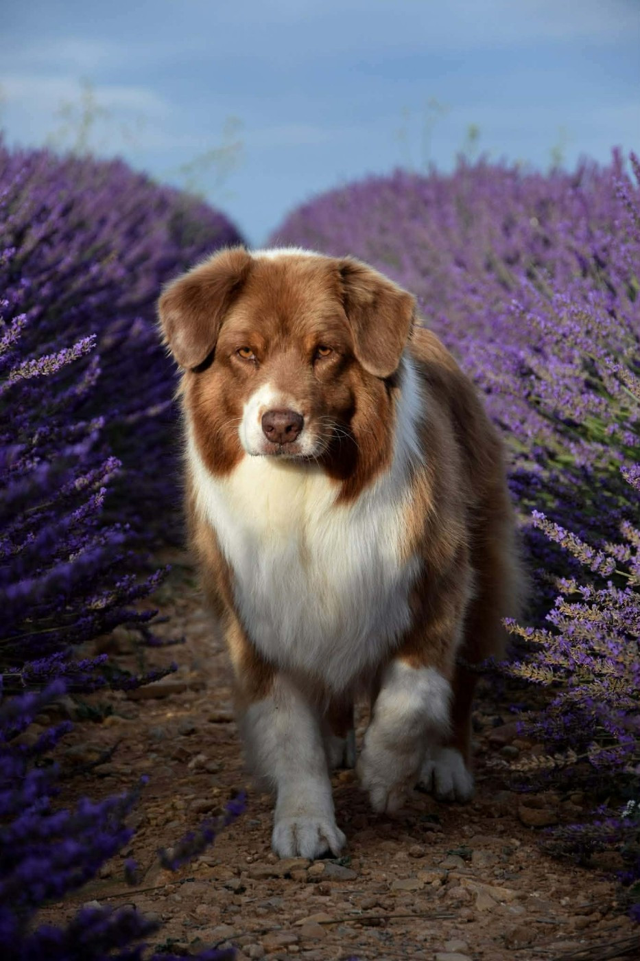 Haba dit 'maya' du domaine des Mandets