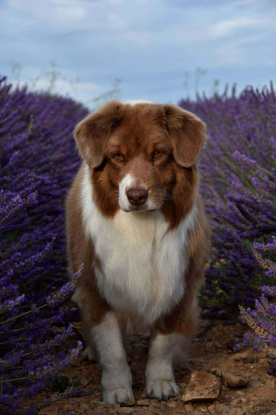 Haba dit 'maya' du domaine des Mandets