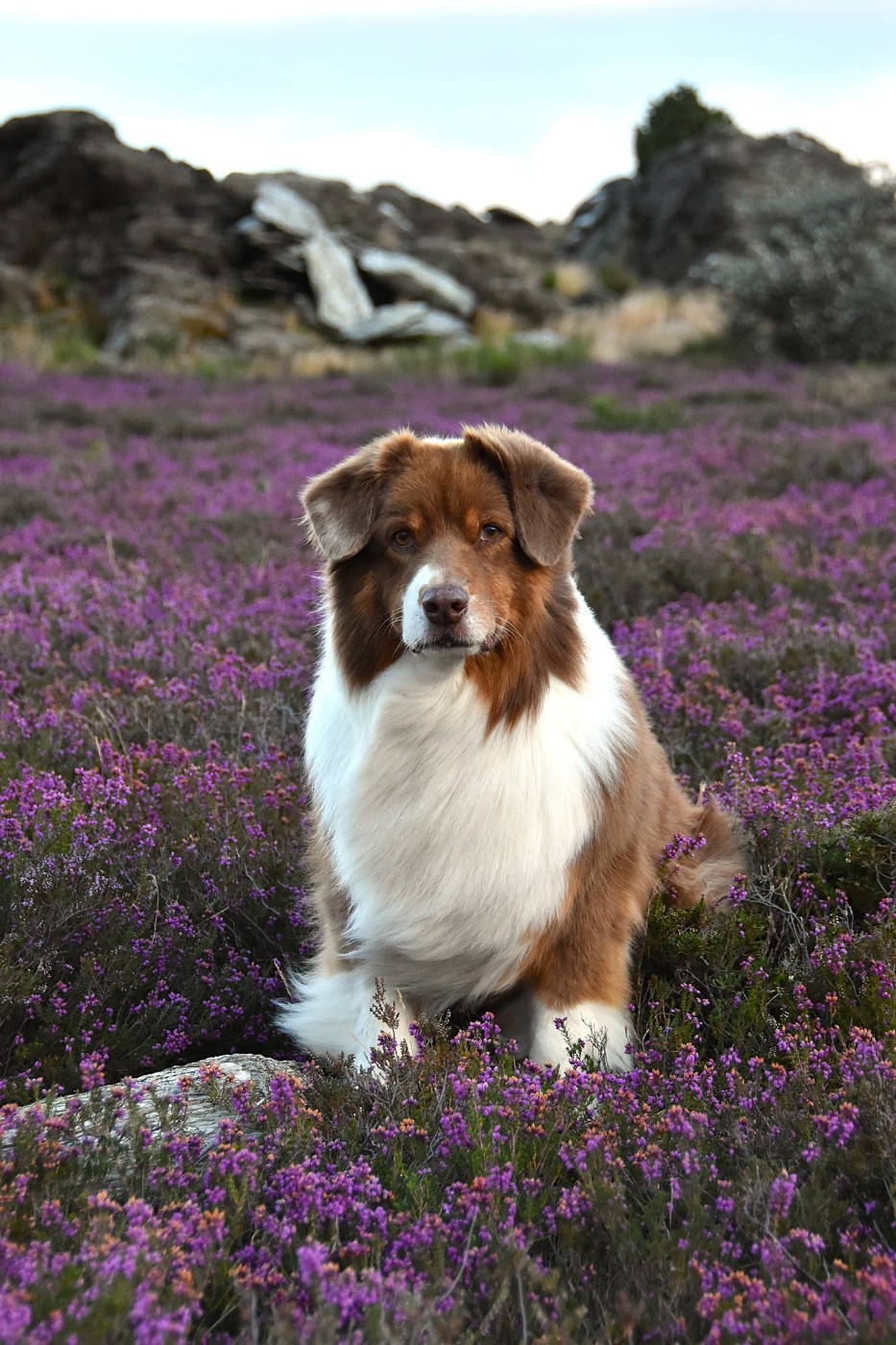 Haba dit 'maya' du domaine des Mandets