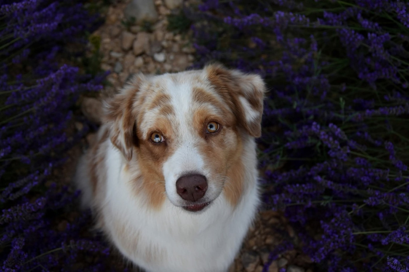 Lady khaleesi Des Bergers Du Temple Maya