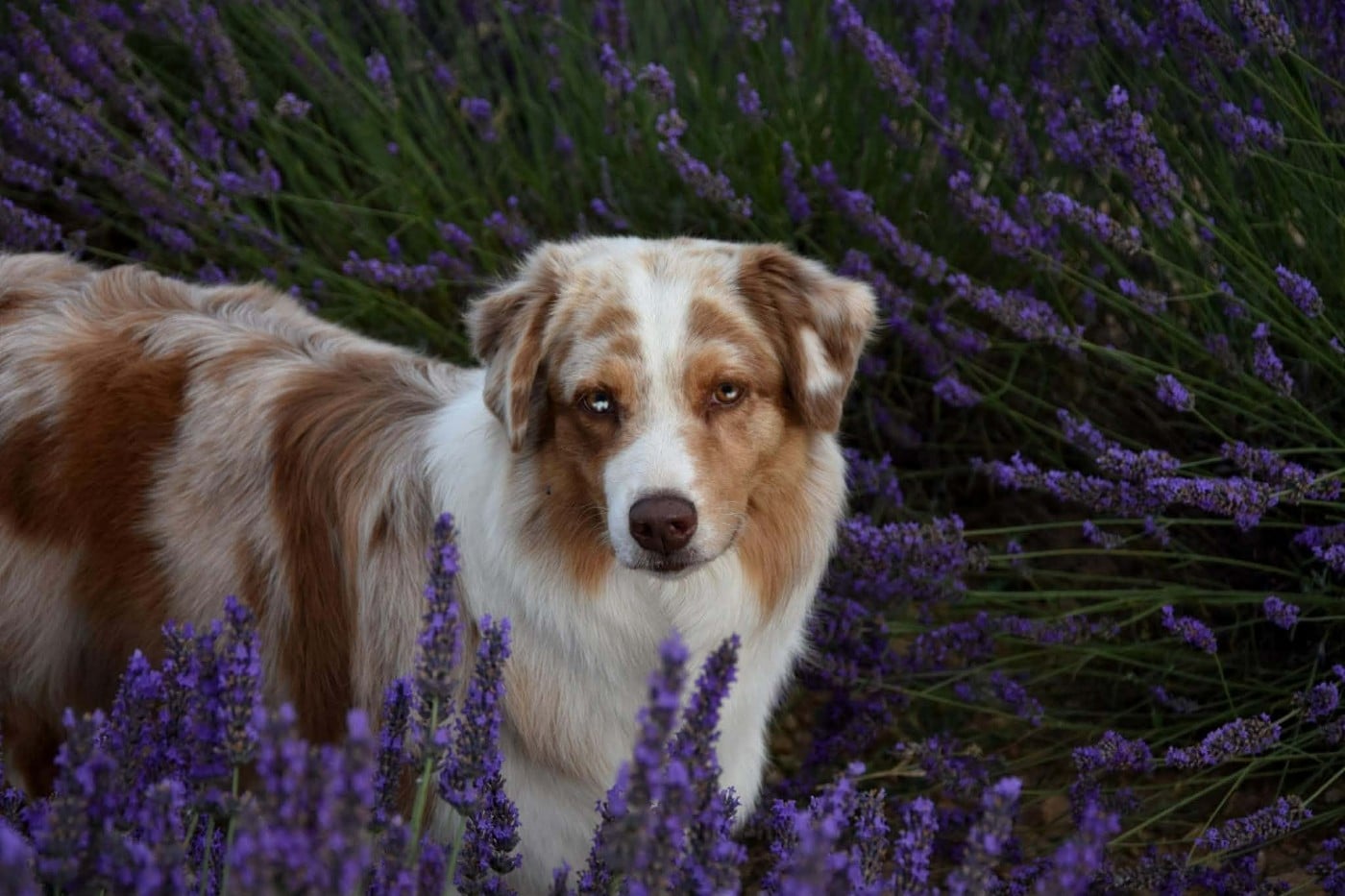 Lady khaleesi Des Bergers Du Temple Maya