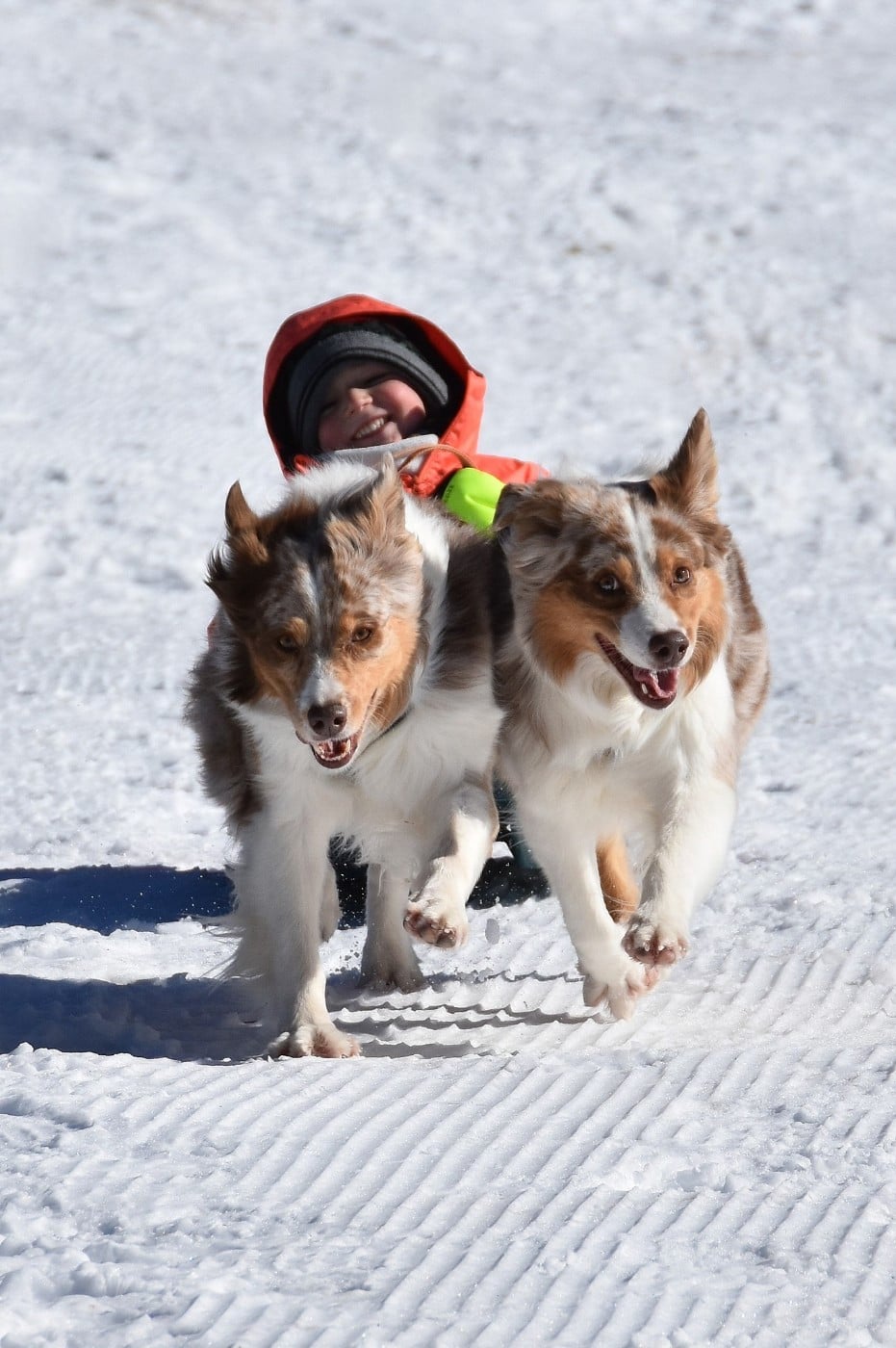 Lady khaleesi Des Bergers Du Temple Maya