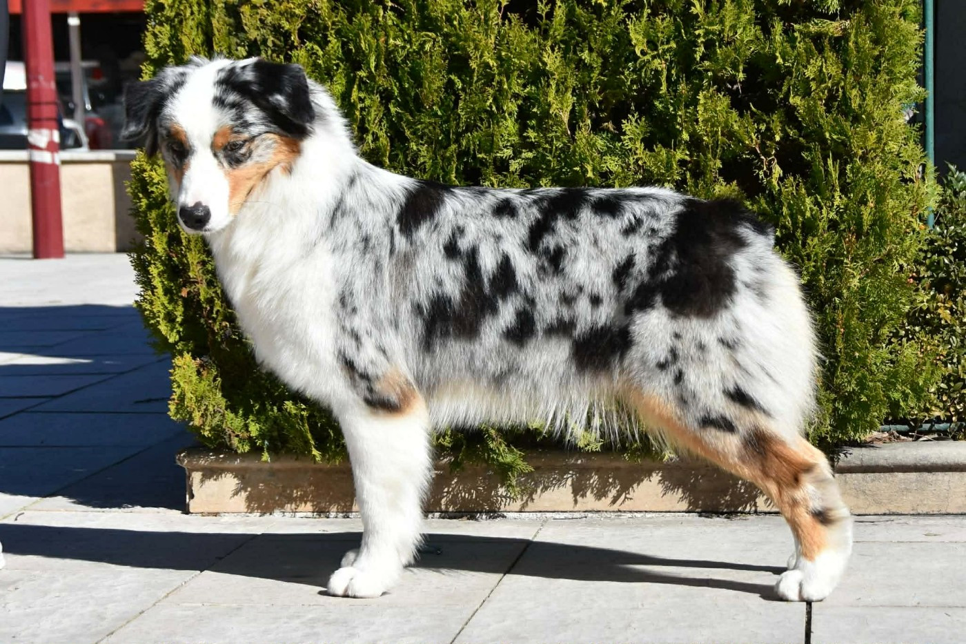 Aerosmith amazing dire raven Del Diamante Azul