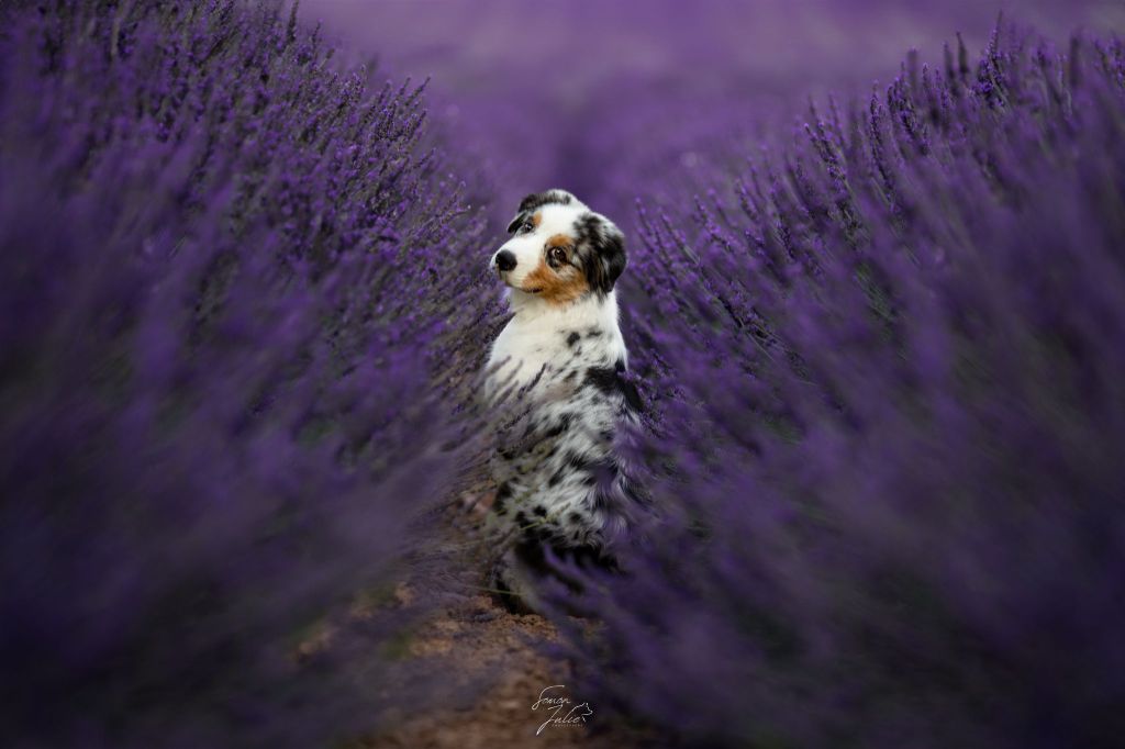 Aerosmith amazing dire raven Del Diamante Azul