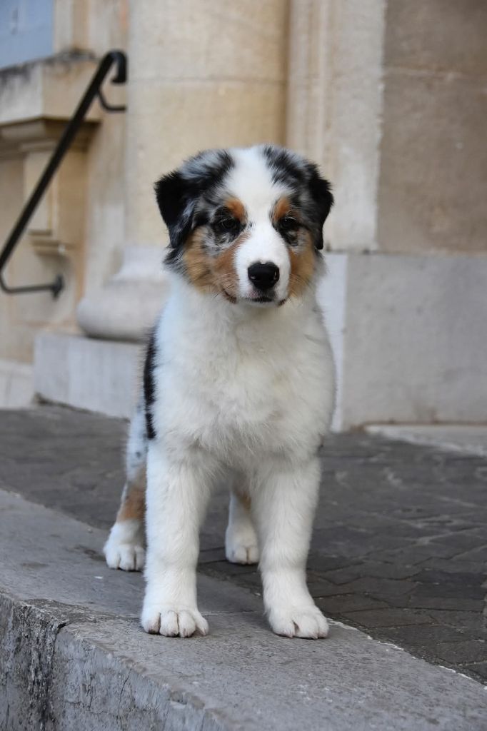 Aerosmith amazing dire raven Del Diamante Azul