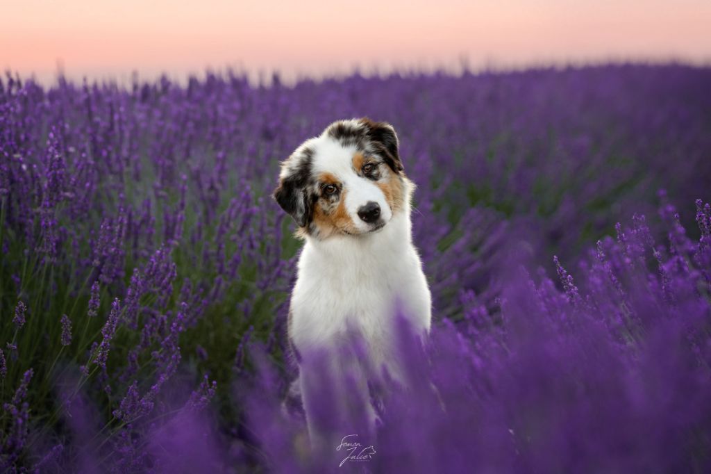 Aerosmith amazing dire raven Del Diamante Azul