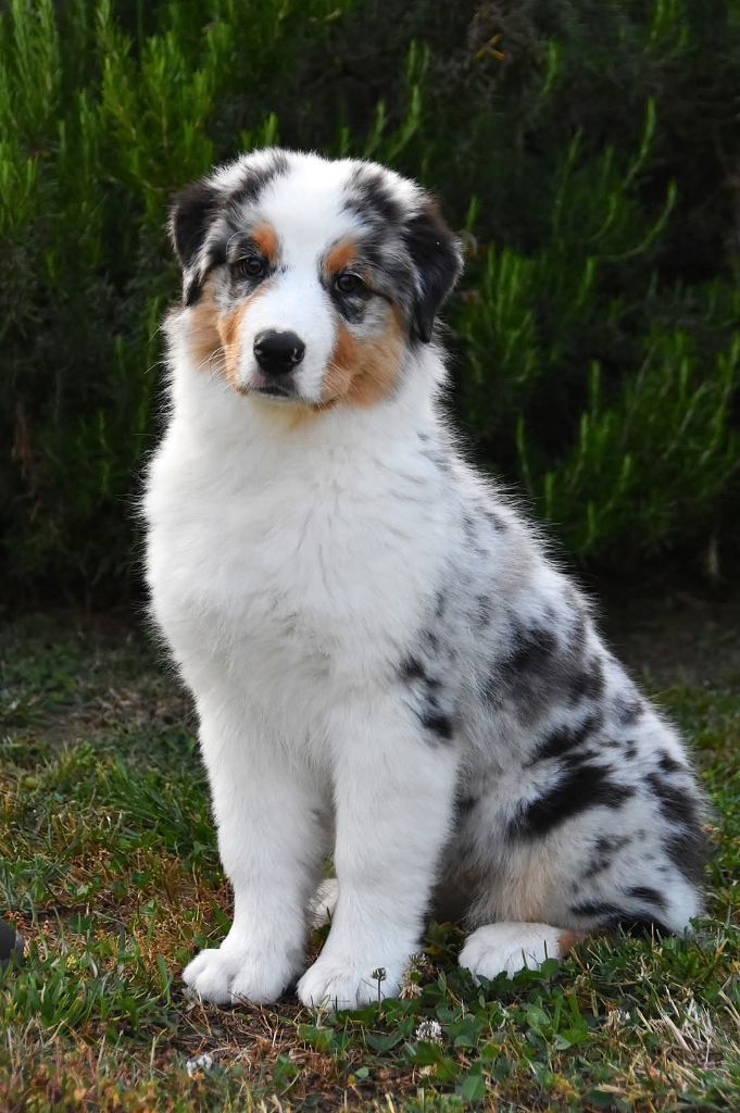 Aerosmith amazing dire raven Del Diamante Azul