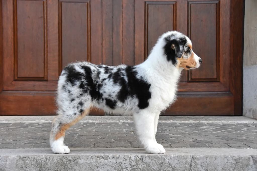 Aerosmith amazing dire raven Del Diamante Azul