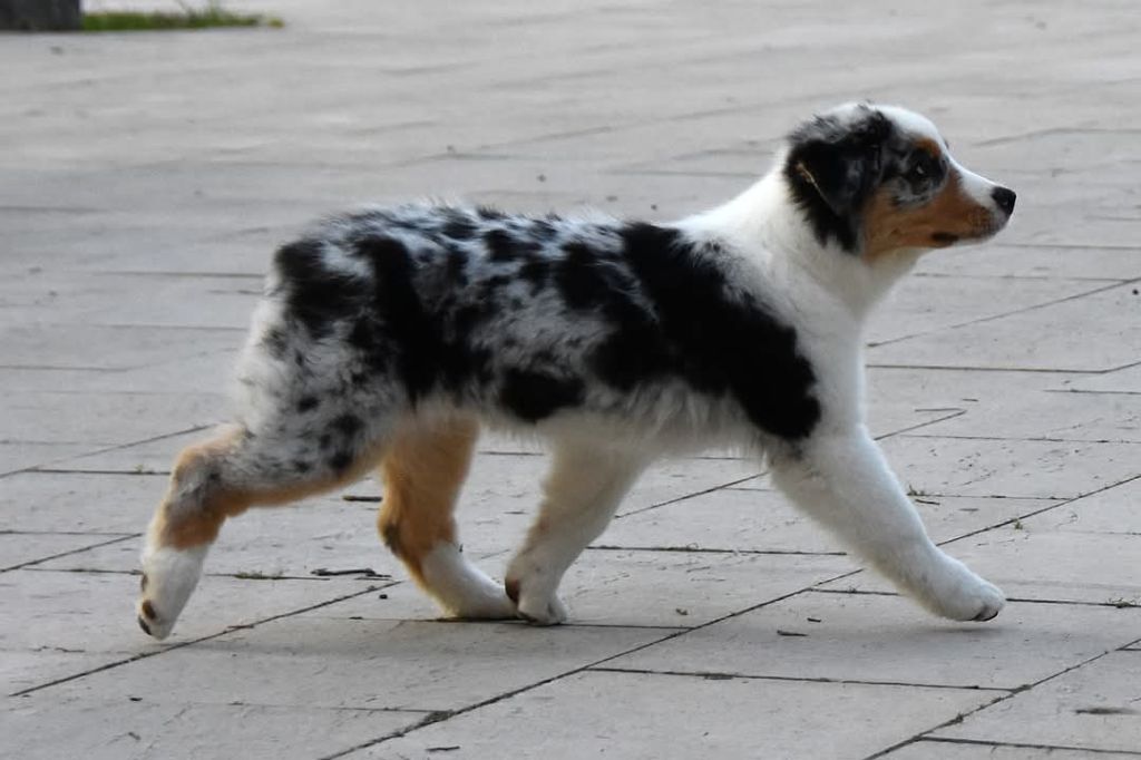 Aerosmith amazing dire raven Del Diamante Azul