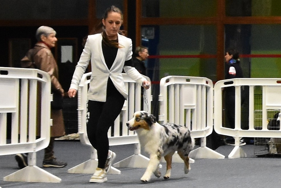 Aerosmith amazing dire raven Del Diamante Azul - 4 ème excellent