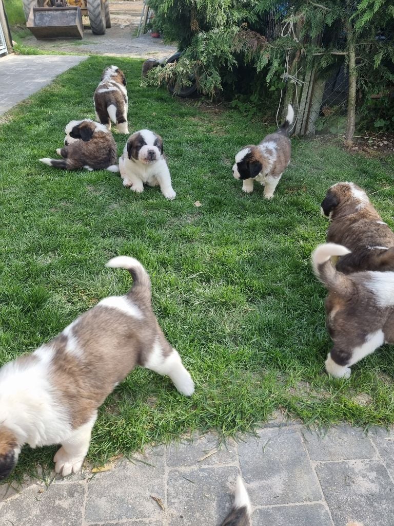 Les Saint Bernard De La Vallée De L Hogmiau