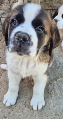 Les chiots de Chien du Saint-Bernard