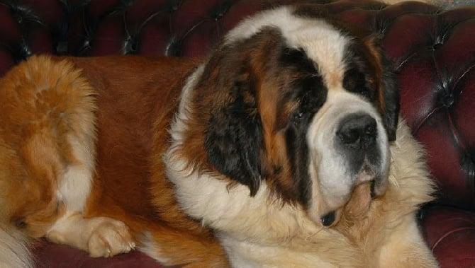 Les Saint Bernard De La Vallee De L Hogmiau