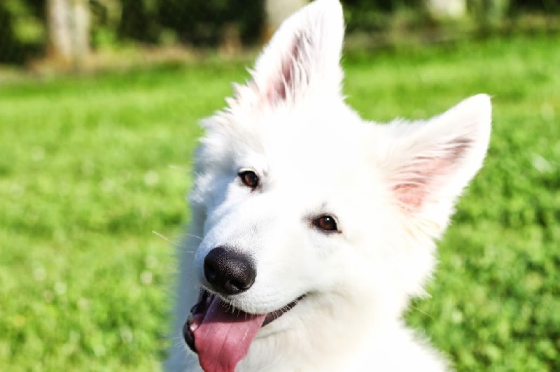 Publication : Of White Swan Auteur : Bouschbacher Francoise