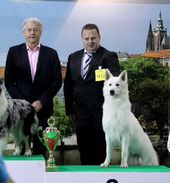 Publication : Of White Swan Auteur : Bouschbacher Francoise