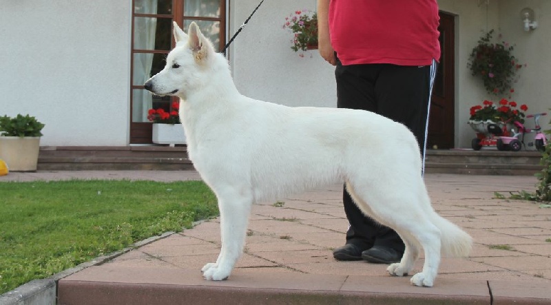 Publication : Of White Swan Auteur : Bouschbacher Francoise