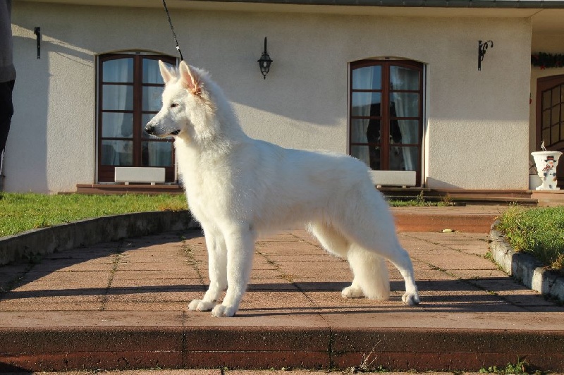 Publication : Of White Swan Auteur : Bouschbacher Francoise