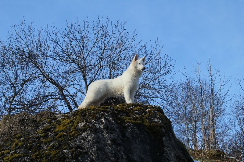 Publication : Of White Swan Auteur : Bouschbacher Francoise