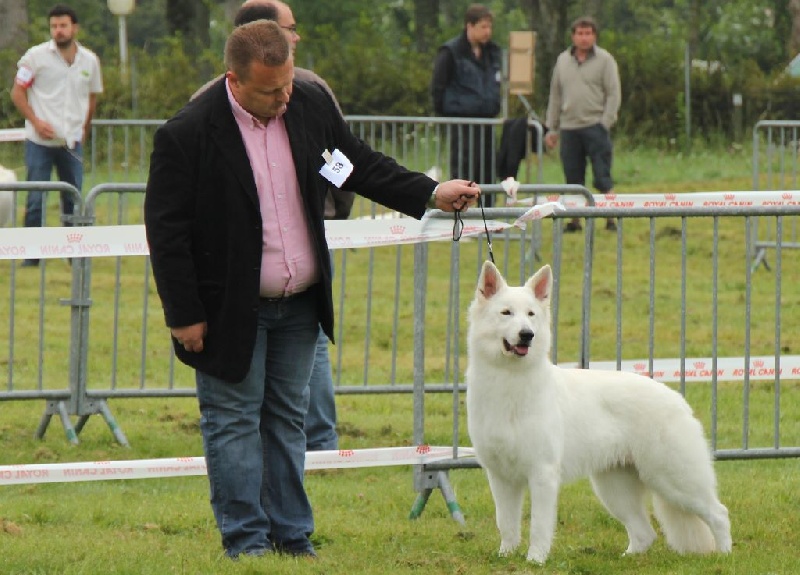 Publication : Of White Swan Auteur : Bouschbacher Francoise