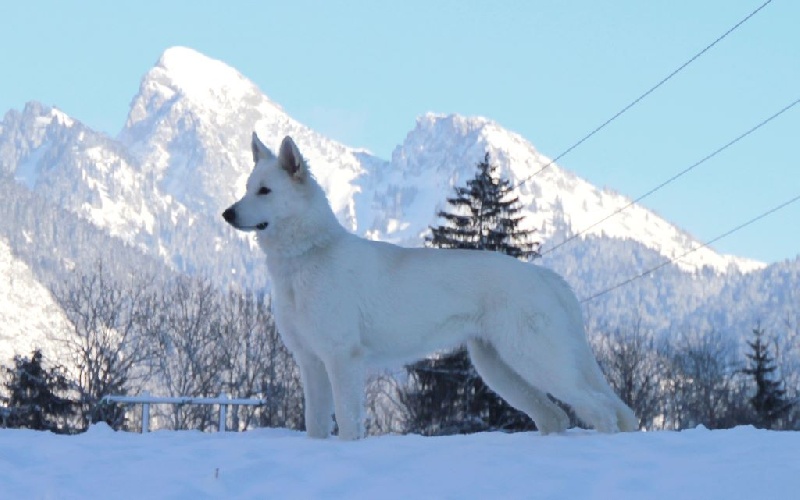 Publication : Of White Swan Auteur : Bouschbacher Francoise