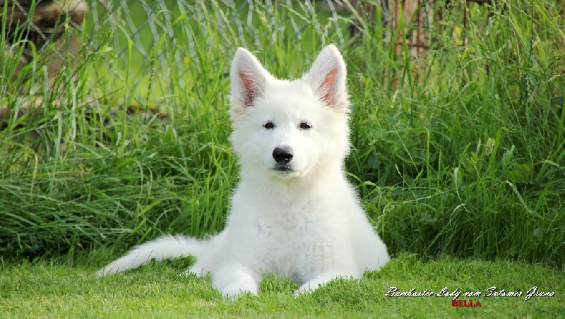 Publication : Of White Swan Auteur : Bouschbacher Francoise