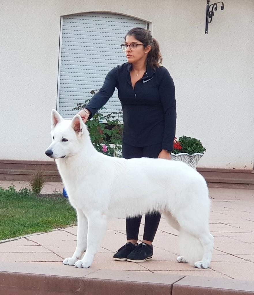 CH. Juan nando Of White Swan - Best junior