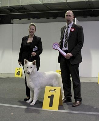 CH. Bombastic lady Vom sutumer grund - 1ere EXC CACL - BOS - CACIB