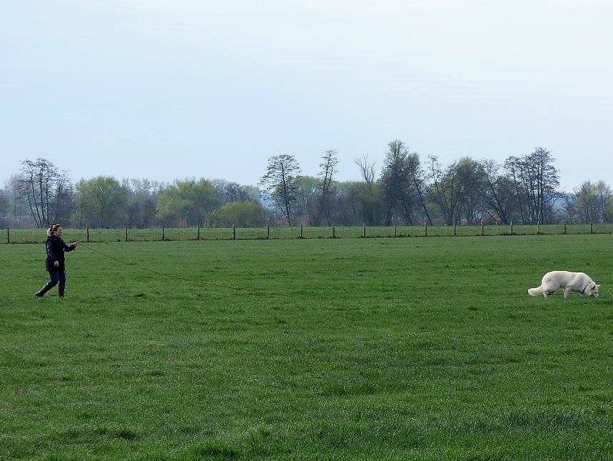 CH. Juan aiko ptits loups d´amour - 97/100 Excellent