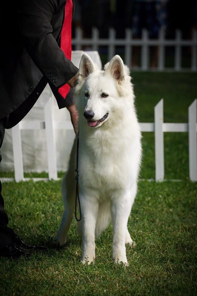 CH. Juan nando Of White Swan - Meilleur jeune