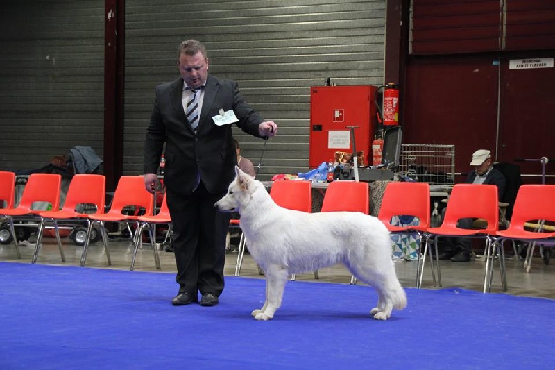 CH. Bombastic lady Vom sutumer grund - CAC - BOS - CACIB