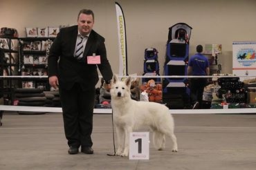CH. Bombastic lady Vom sutumer grund - CAC jeune et meilleur jeune