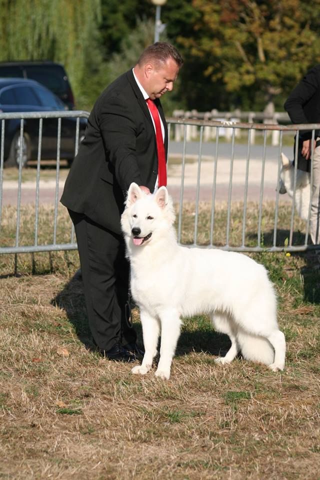 CH. Juan nando Of White Swan - MEILLEUR JEUNE