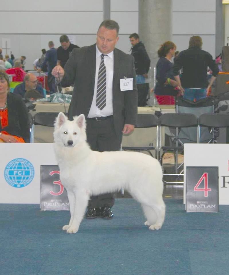 CH. Juan nando Of White Swan - MEILLEUR JEUNE