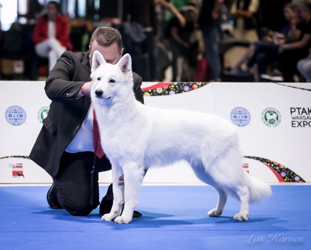 CH. Juan nando Of White Swan - Vice jeune champion d?Europe