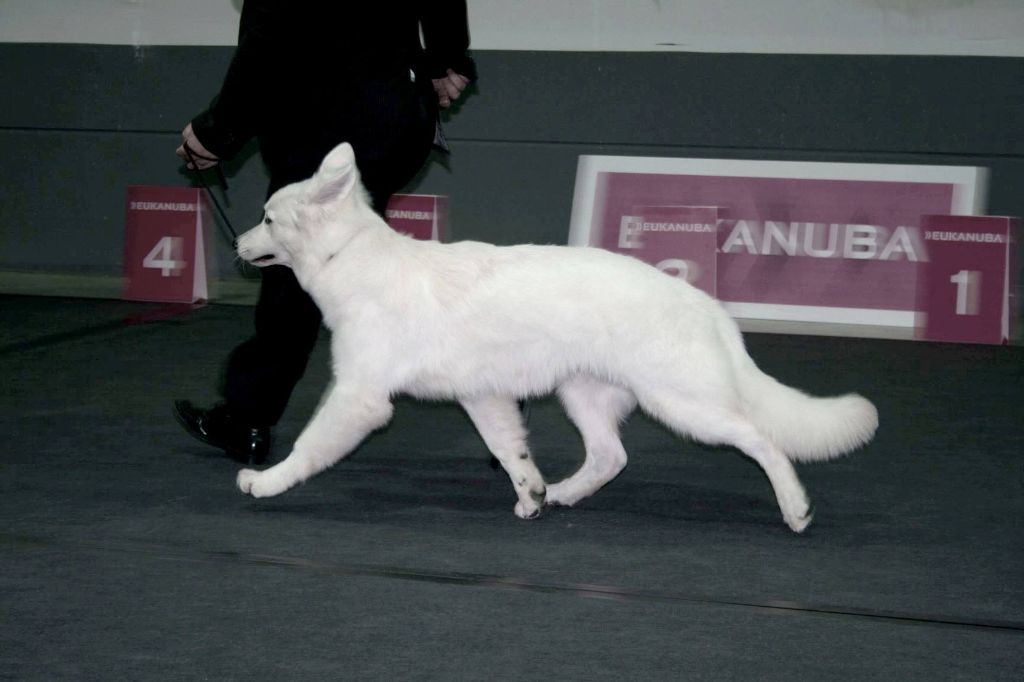 CH. Juan nando Of White Swan - BEST BABY