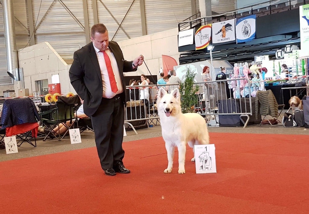 CH. Juan nando Of White Swan - Meilleur puppy