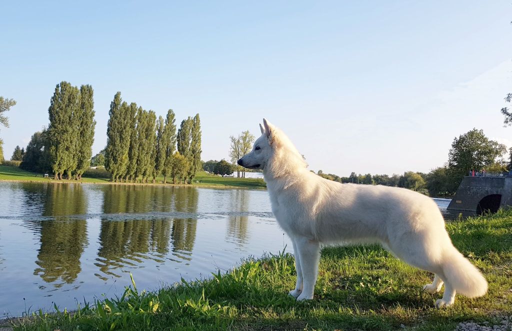 CH. Juan nando Of White Swan - CAC JEUNE