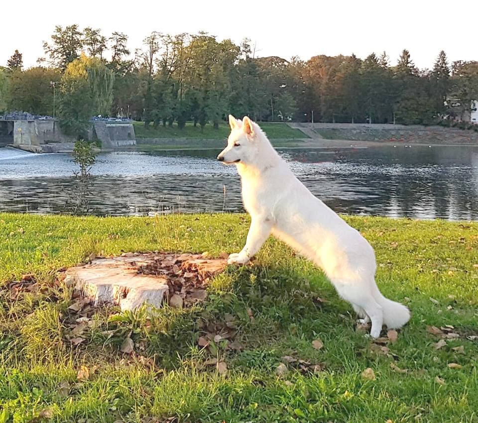 CH. Juan nando Of White Swan - CAC JEUNE