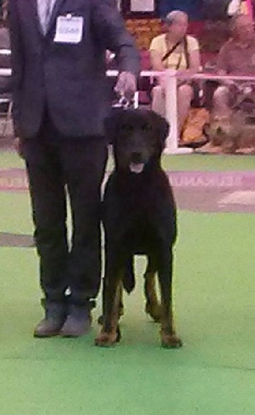 Hattori hanzo De L'himak - Jugé Excellent non classé